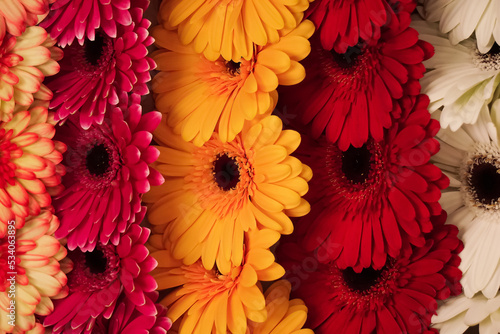 Gerbera flower, rainbow background, flower heads close to each other