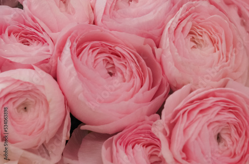 delicate pink buttercups, holiday floral card, partial focus