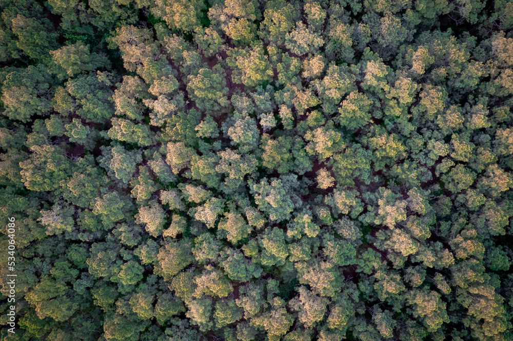 A bird's eye view of tree tops in a forest in North Carolina A bird's eye view of tree tops in a forest in North Carolina
