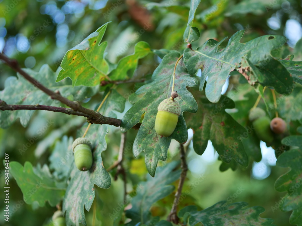 Obraz premium green tassel