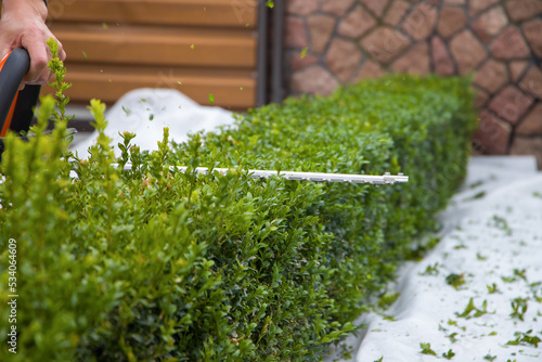 Obraz na plátně Trimming boxwood with chainsaws.