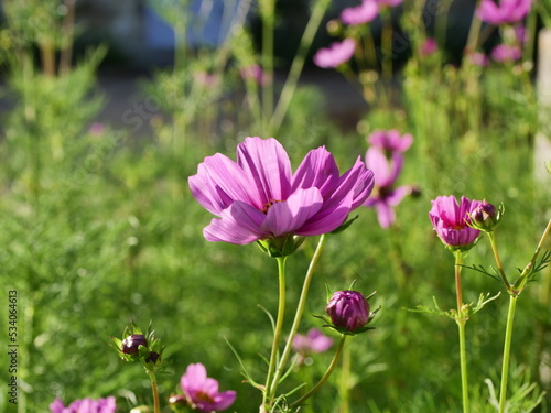 purple flowers