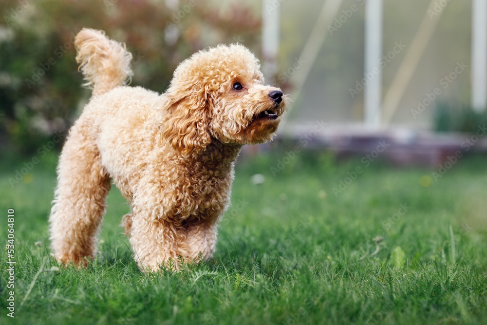 The poodle is walking on the green grass. The puppy keeps his yard and ...