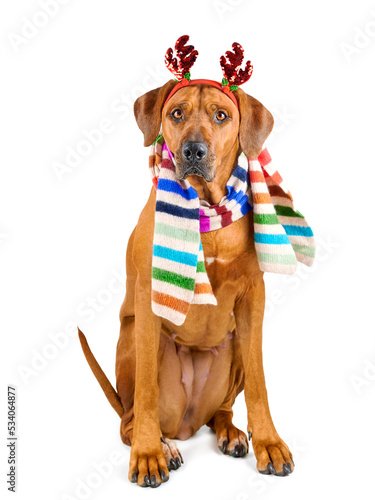 Rhodesian ridgeback dog wearing colourful scarf and with funny Christmas reindeer antlers on its head isolated on white background