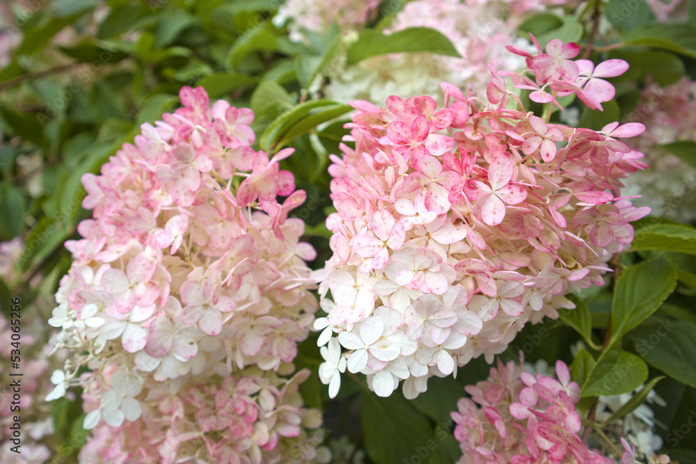 Close up view of pink hydrangea flower bloom
Close up view of pink hydrangea flower bloom