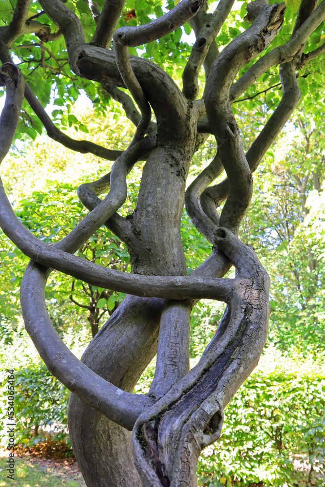 Close up view of tree with pruned branches in sunny day Close up view of tree with pruned branches in sunny day