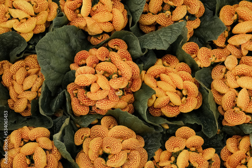 Calceolaria slippers, a pattern of yellow spotted unusual flowers