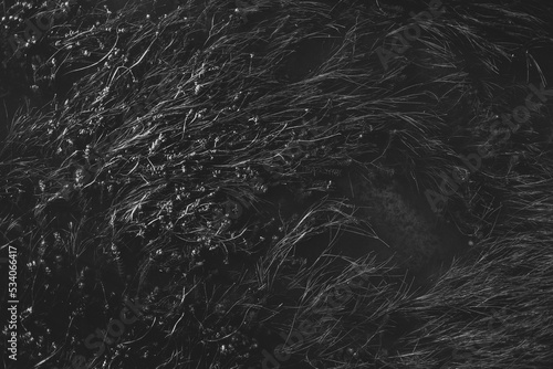 Algas en lago. Textura blanco y negro.