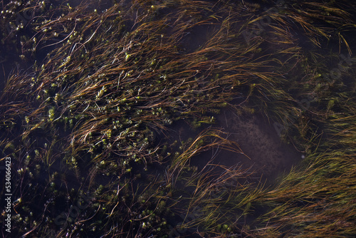 Algas verdes en lago. Textura photo