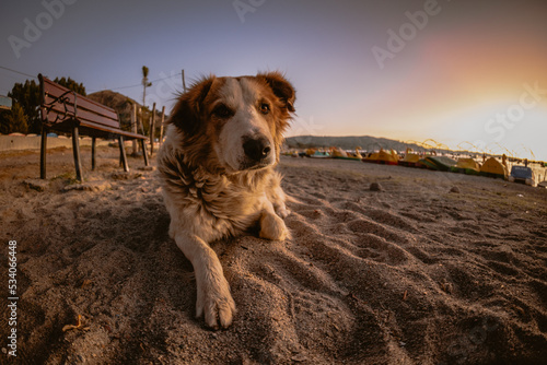 Perro callejero al atardecer en el Tititaca photo