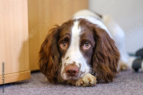 Obraz na płótnie english cocker spaniel