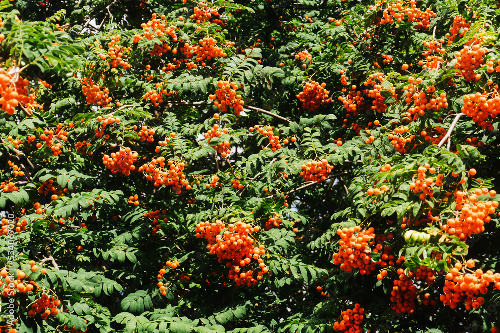 Rowanberry tree texture. Orange berries background. Fruits used to make liquor. Ashberry on a tree closeup. Mountain Ash berries in garden.