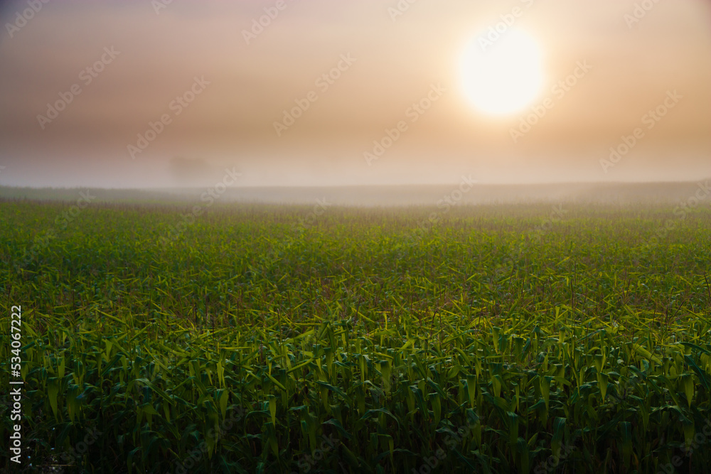 Fototapeta premium Sunrise over cornfield
