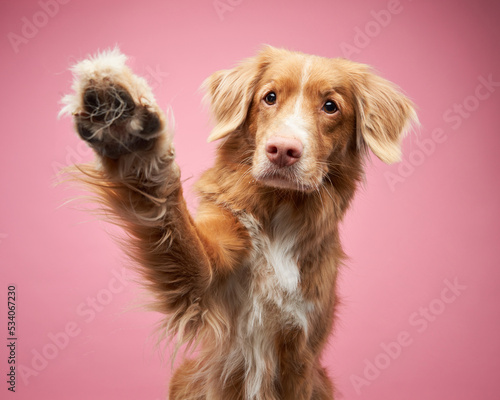 Fotografia dog waving its paws on a pink background, in the studio
