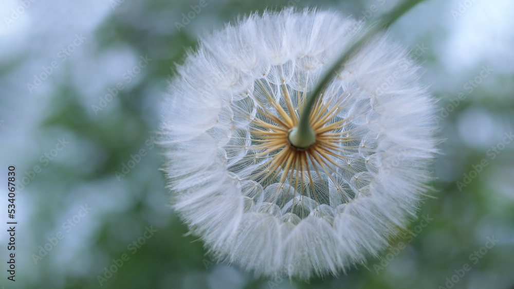 Silhouette head of Dandelion flower on a beautiful natural blurred background. Dandelion flower. Taraxacum Erythrospermum. Abstract nature background of Dandelion in spring. Seed macro close up. Silhouette head of Dandelion flower on a beautiful natural blurred background. Dandelion flower. Taraxacum Erythrospermum. Abstract nature background of Dandelion in spring. Seed macro close up.
