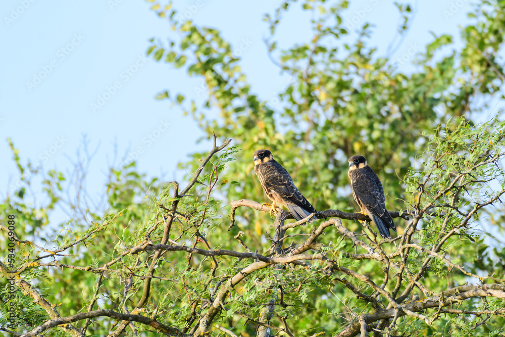 Bird Hobby Falco subbuteo. in the wild