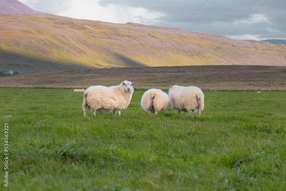 White Sheep and Lambs in west Iceland walking free on the field with the mountains behind