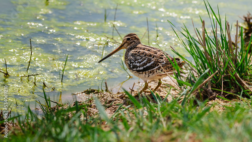 Common Snipe in the search for food in the shallow water, Gallinago gallinago photo