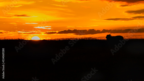Sheep/Lamb on the field looking the Red Colorful Sunset in West Iceland