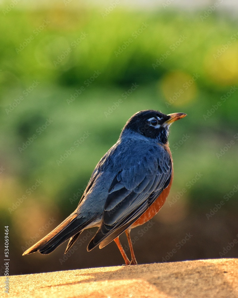 Bird Portrait Bird Portrait