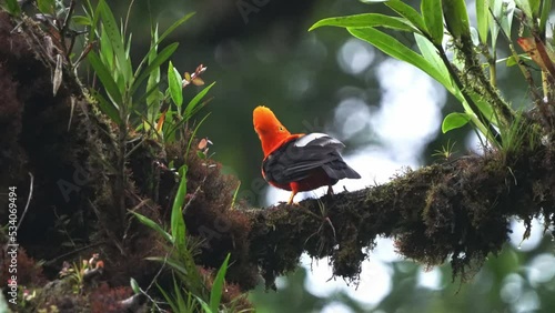 Andean cock-of-the-rock (Rupicola peruvianus), also tunki (Quechua), large passerine bird of the cotinga family native to Andean cloud forests in South America, national bird of Peru, sitting on tree.