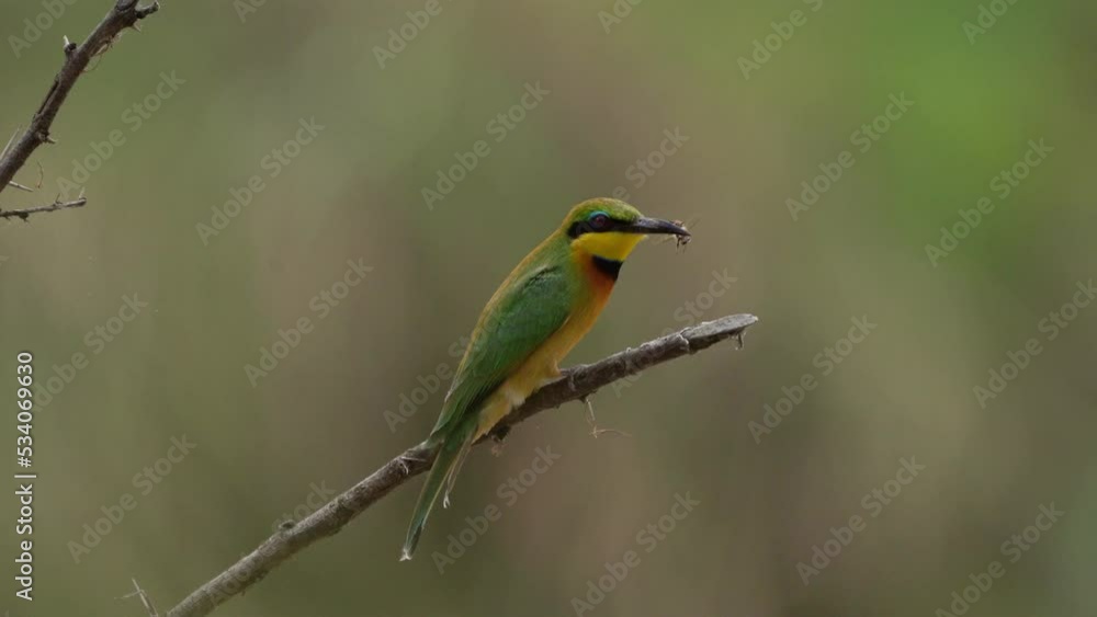 Little Bee-eater - Merops pusillus a near passerine green and yellow bird species in the bee-eater family, Meropidae. They are residents in much of Sub-Saharan Africa. Green bird eats hunted insect. Little Bee-eater - Merops pusillus a near passerine green and yellow bird species in the bee-eater family, Meropidae. They are residents in much of Sub-Saharan Africa. Green bird eats hunted insect.
