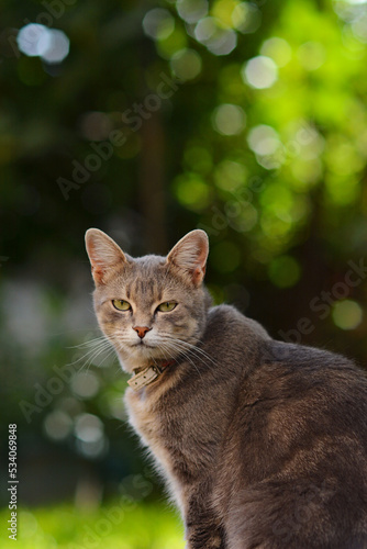 portrait of a cat