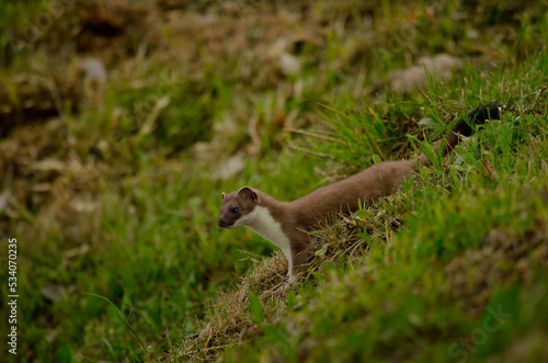 Hermine en pelage d'été