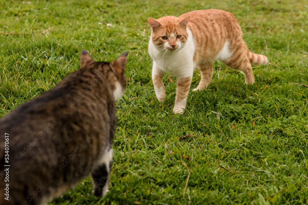Fototapeta premium cat on the grass
