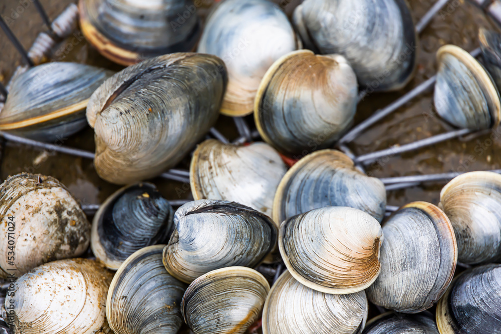 Pile of clams by the beach for eating Pile of clams by the beach for eating