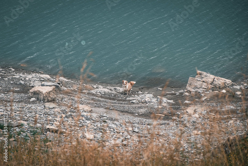Obraz na płótnie Hund beim Wandern in den Alpen w salonie