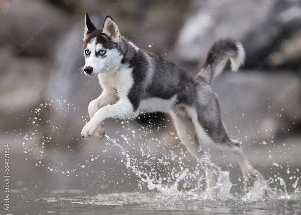 Husky puppy dog blue eyes running in water 