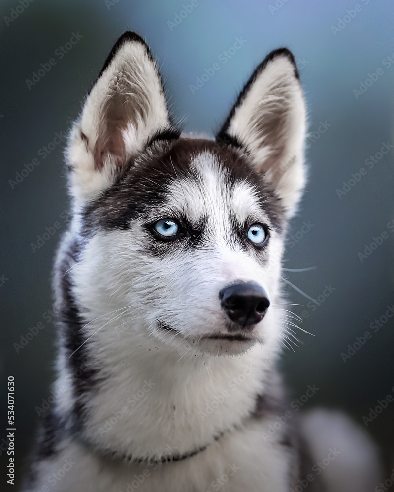 Husky dog puppy blue eyes