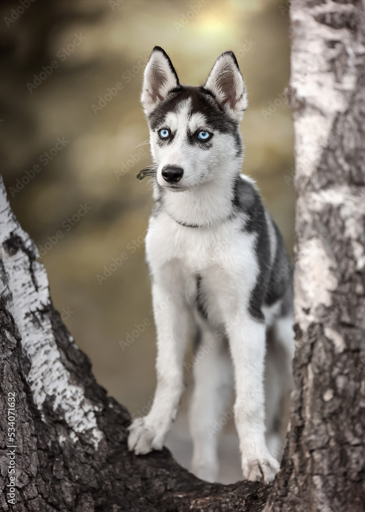 Husky dog puppy Welpe blaue Augen