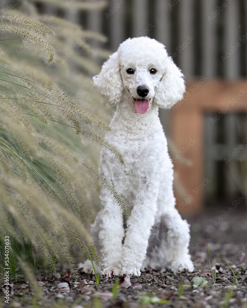 White Poodle Dog weisser Pudel Hund White Poodle Dog weisser Pudel Hund