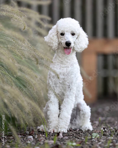 White Poodle Dog weisser Pudel Hund © pamela