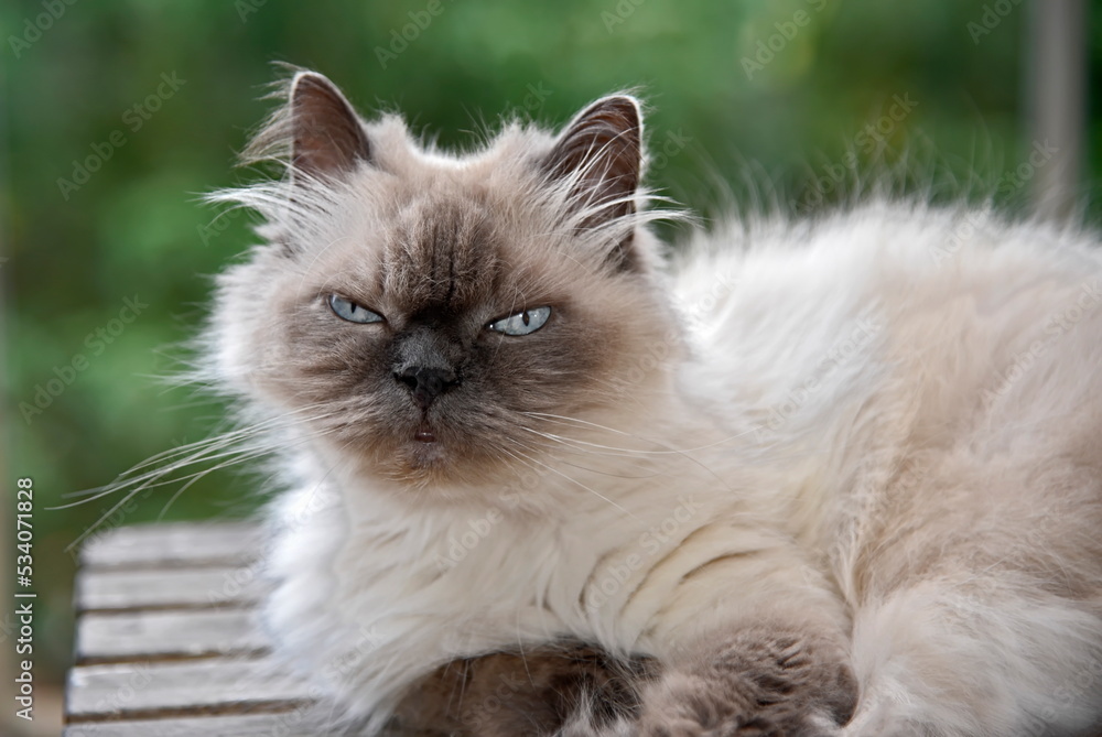 portrait of a himalayan cat