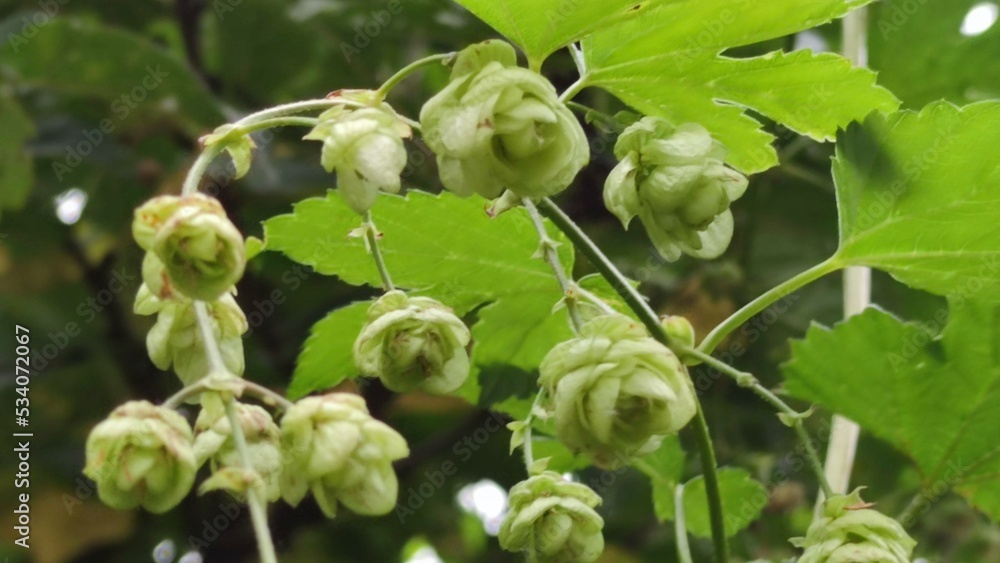 Green fruits of hops. The spherical fruits of the plant hang on long thin stems. They are slightly elongated and have several short green petals. There are several seeds on one branch. Green fruits of hops. The spherical fruits of the plant hang on long thin stems. They are slightly elongated and have several short green petals. There are several seeds on one branch.