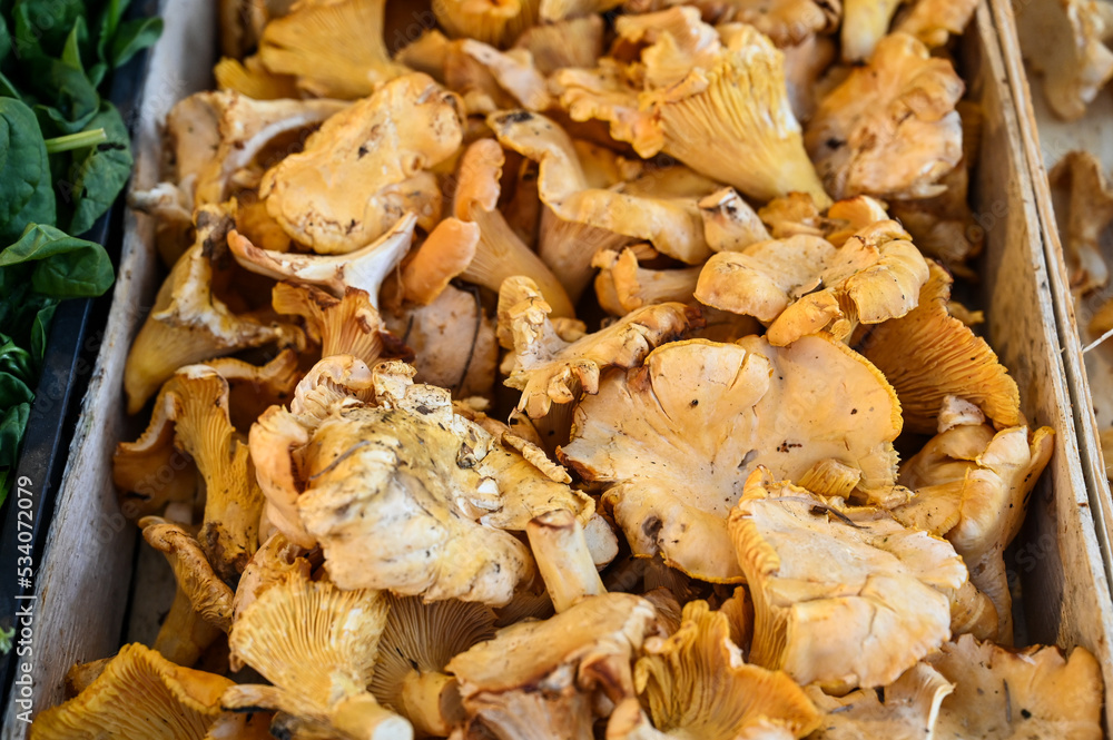 Fresh chanterelles for sale in street market. Wild mushrooms. Fresh chanterelles for sale in street market. Wild mushrooms.