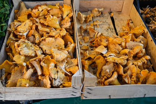 Fresh chanterelles for sale in street market. Wild mushrooms.