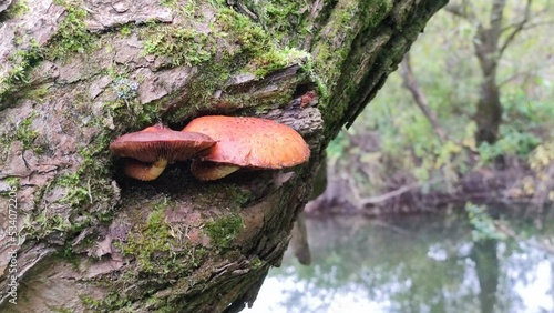 Fotografia Mushrooms grew on a tree