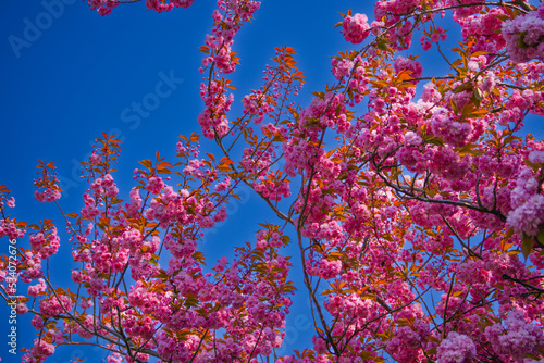 Japanische Kirschblüte Kirschblüte