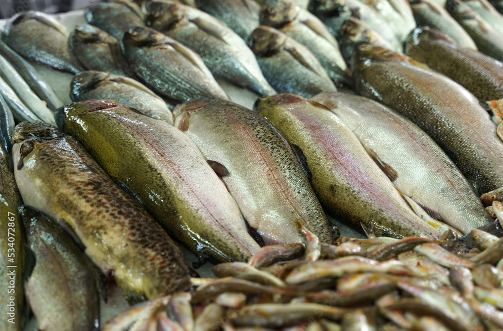 Freshly caught fish lies on the counter in the market.