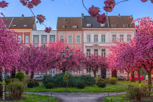 Japanische Kirschblüte Krefeld