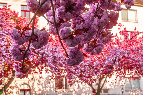 Japanische Kirschblüte Krefeld