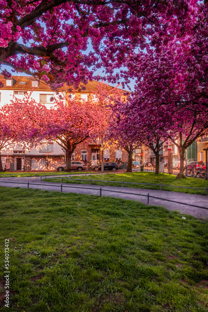 Fototapeta premium Japanische Kirschblüte Krefeld