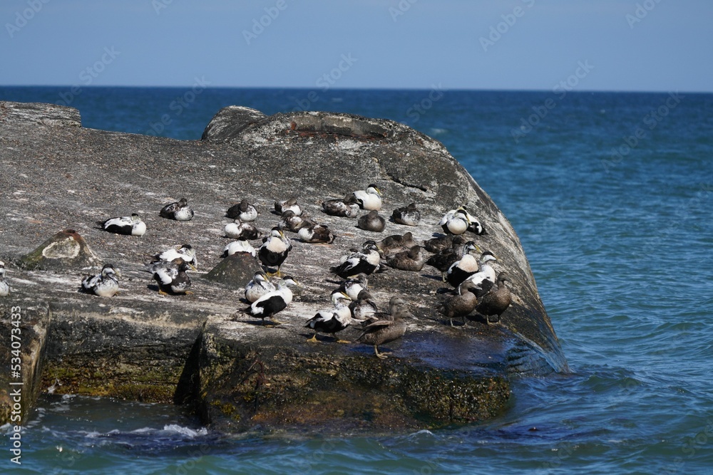 Fototapeta premium Flock of common eider ducks on a rock on Denmark's coast