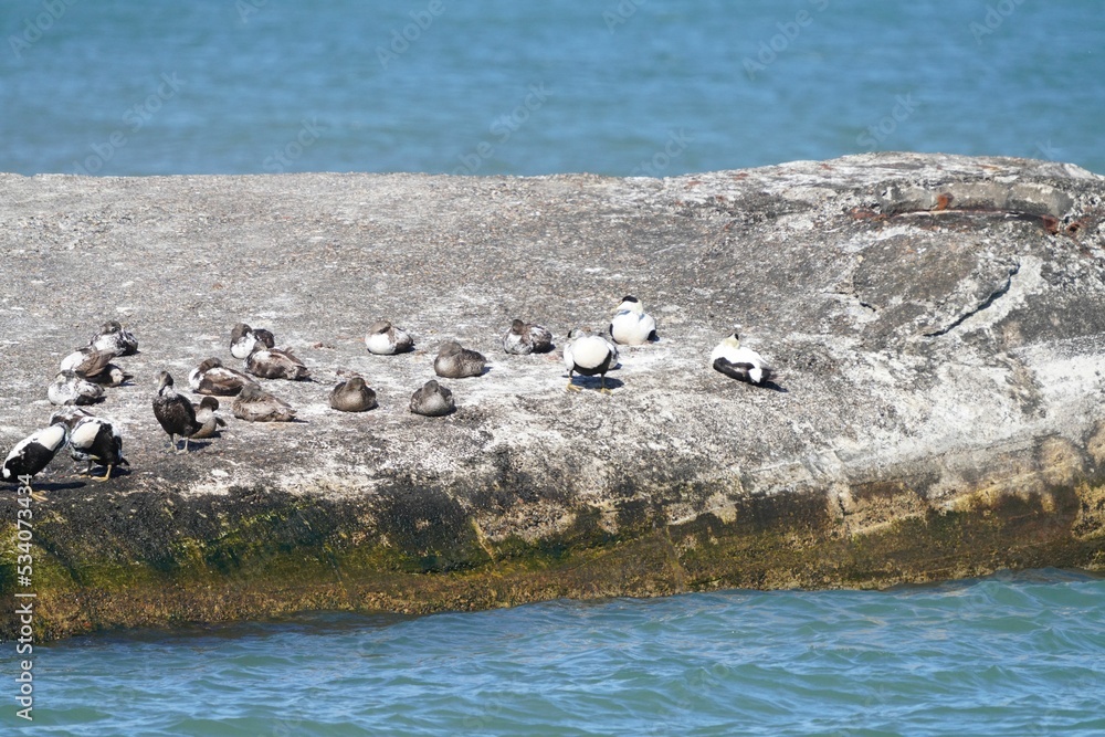 Obraz premium Flock of common eider ducks on a rock on Denmark's coast