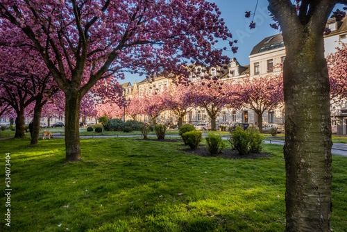 Japanische Kirschblüte Krefeld