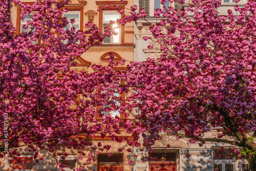 Japanische Kirschblüte Krefeld © ArtVader